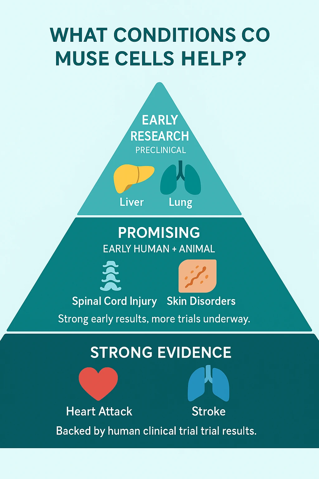See which conditions Muse cells show strong evidence for—like stroke and heart attack—and which are still in early research.
