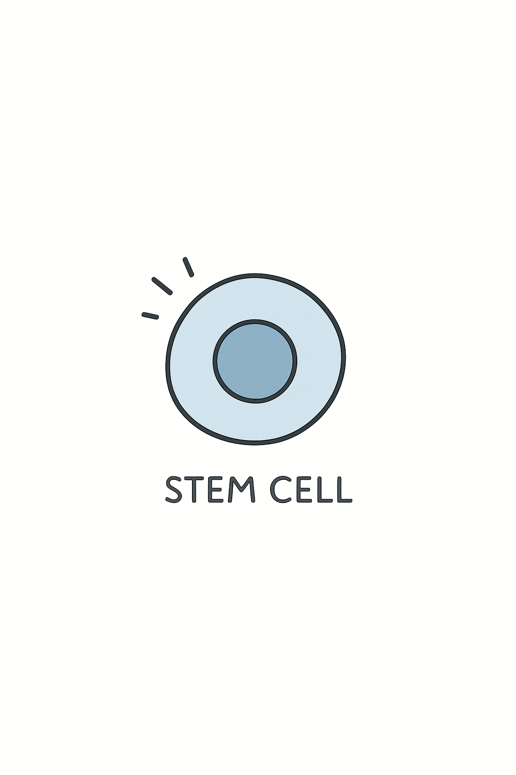 Muse Stem Cells: What Are They? How Do They Work?